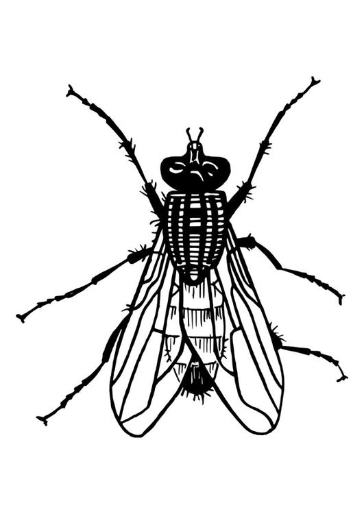 mouche