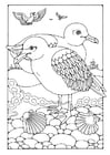 Coloriages Mouettes