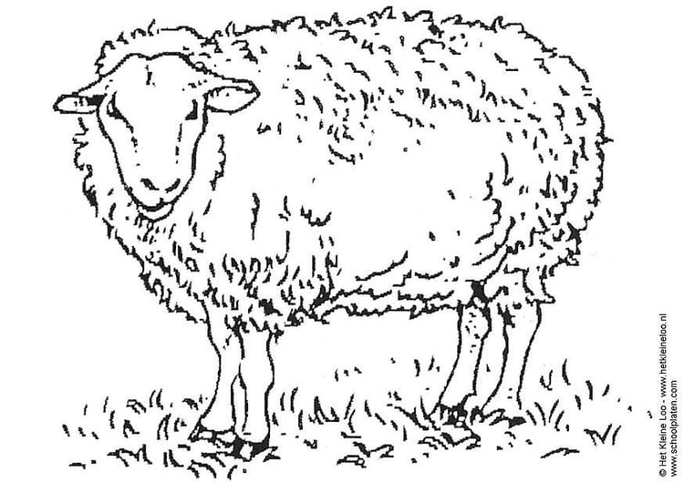 Coloriage mouton