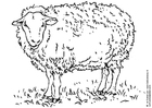 Coloriages mouton