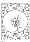 coloriage myosotis