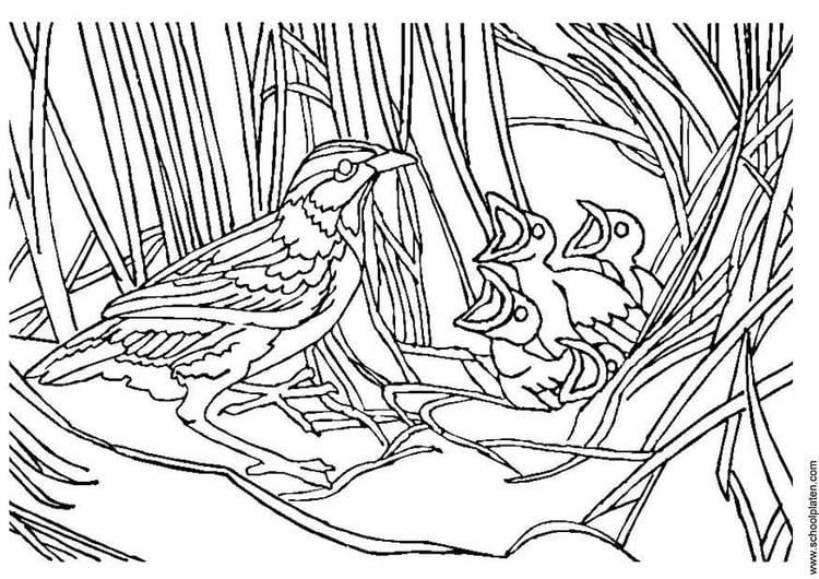 Coloriage nid d'oiseau