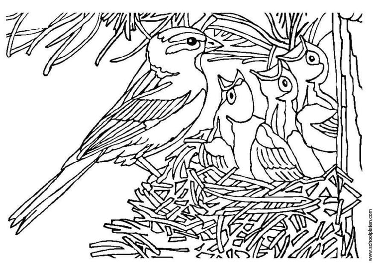 Coloriage nid d'oiseau