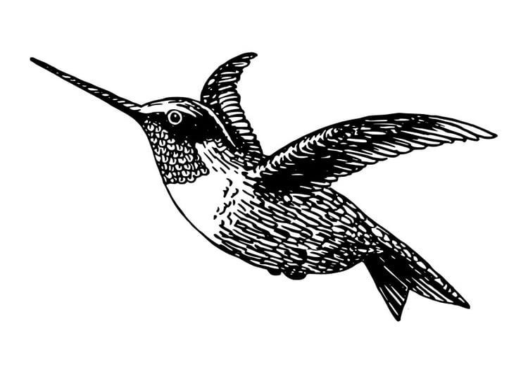 Coloriage oiseau - colibri
