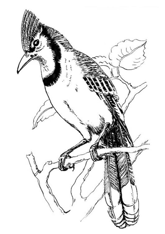 oiseau - Geai bleu