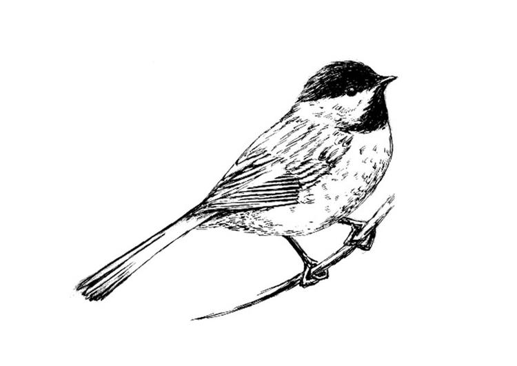 Coloriage oiseau - Paridae