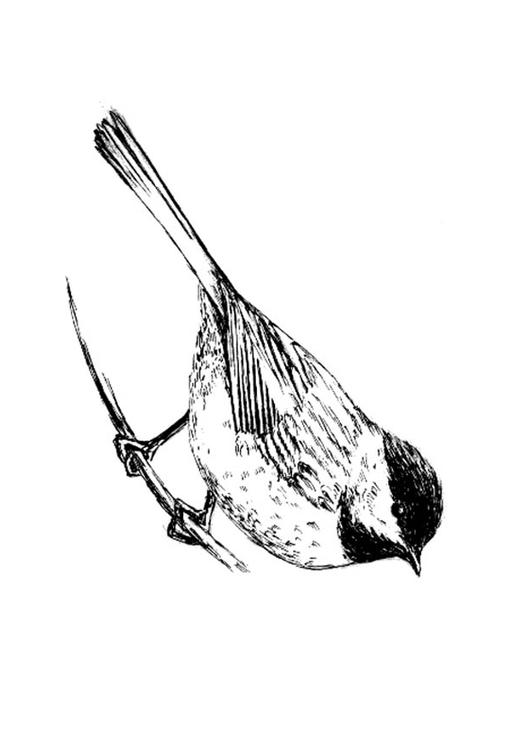 oiseau - Paridae