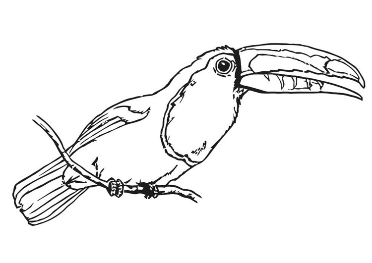 Coloriage oiseau - toucan