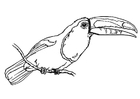 Coloriages oiseau - toucan