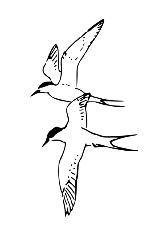 Coloriage oiseaux