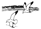 oiseaux - goélands argentés