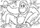 orang-outan