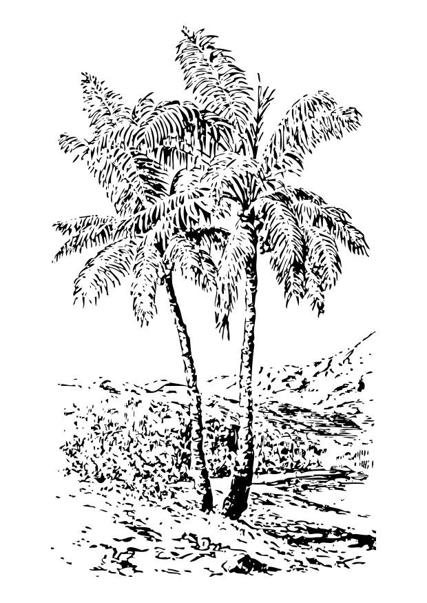 Coloriage palmier