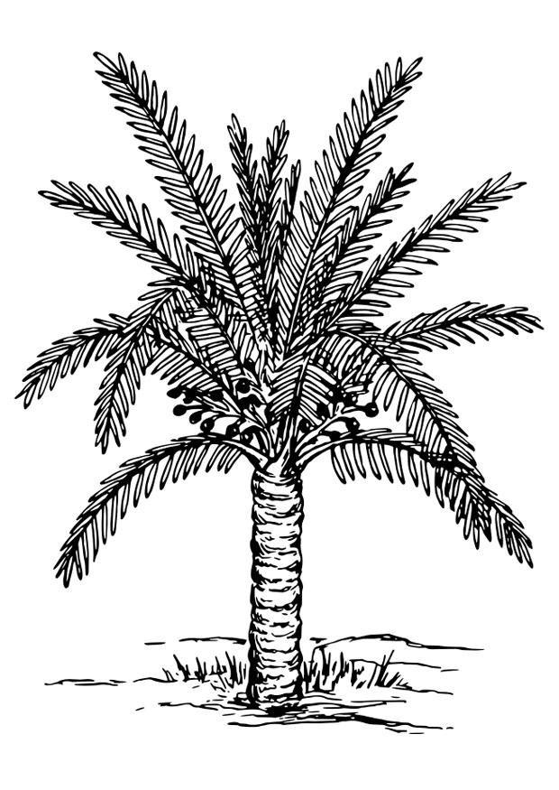Coloriage palmier - Coloriages Gratuits à Imprimer - Dessin 30138