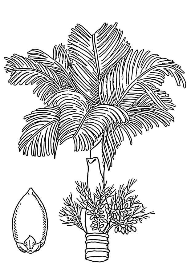 Coloriage palmier - palmier Ã  bÃ©tel avec noix d'arec