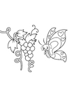 Coloriages papillon dans les raisins