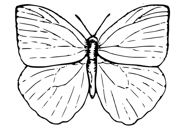 Coloriage papillon