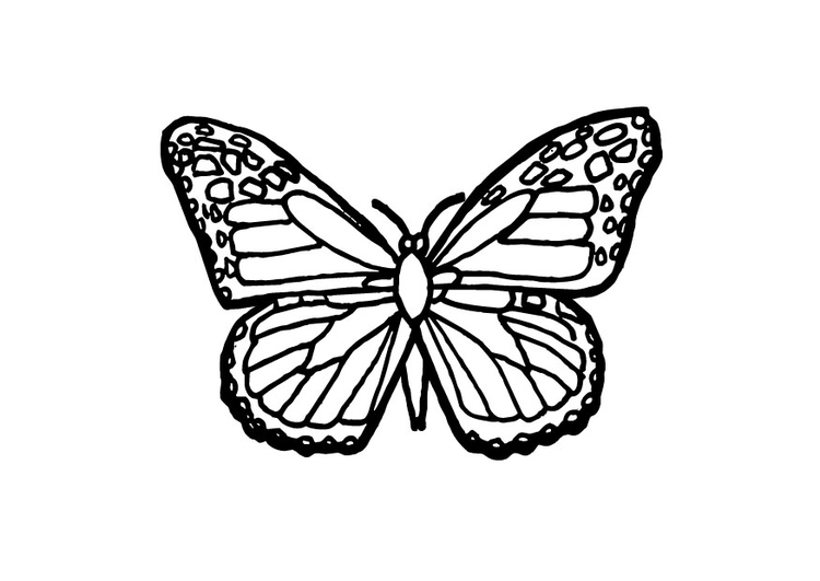 Coloriage papillon