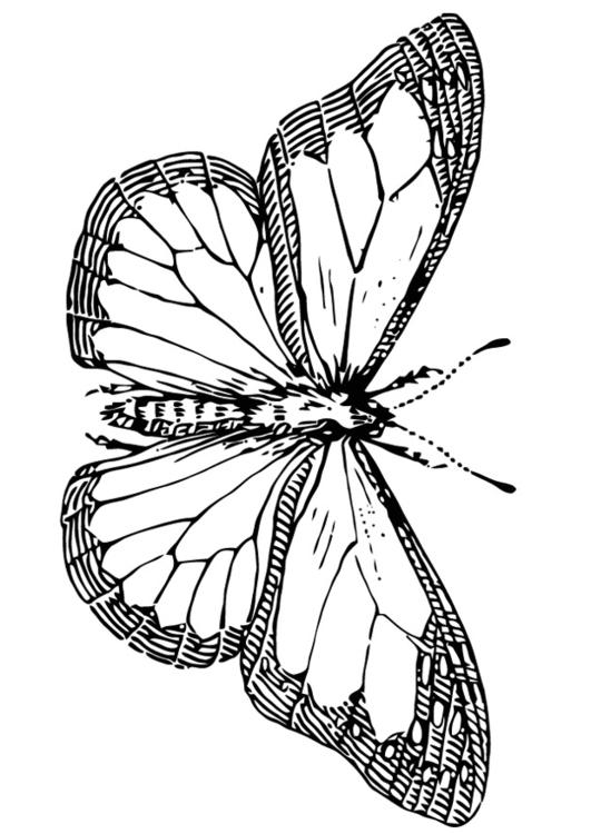 papillon