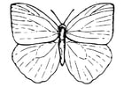 Coloriages papillon