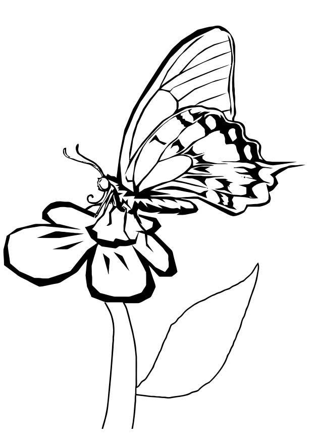 Coloriage papillon sur fleur