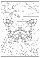 papillon sur une feuille