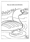 Coloriages parc naturel des canards