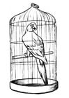 Coloriage perroquet en cage