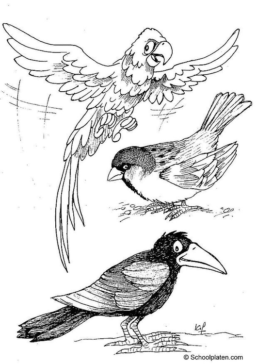 Coloriage perroquet, moineau et corbeau