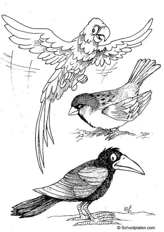 perroquet, moineau et corbeau