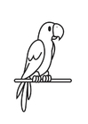 coloriage Perroquet