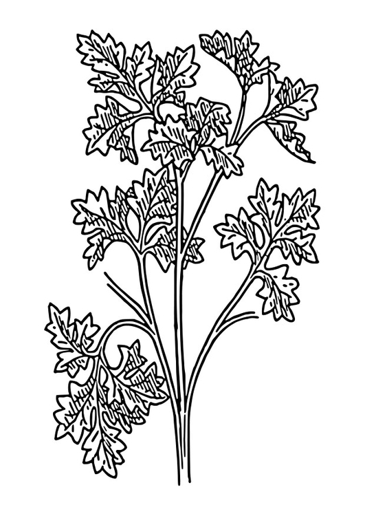 Coloriage persil