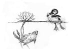 Coloriage petit canard et poisson