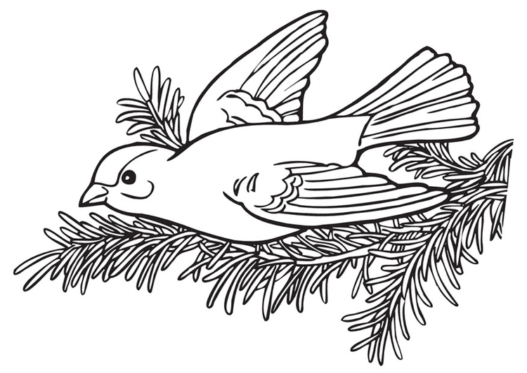 Coloriage Petit Oiseau Coloriages Gratuits A Imprimer Dessin 9976