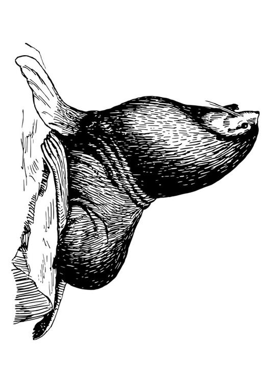 phoque