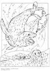 phoques léopard