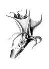 Coloriage pieuvre