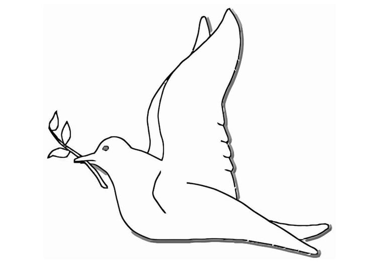 Coloriage pigeon