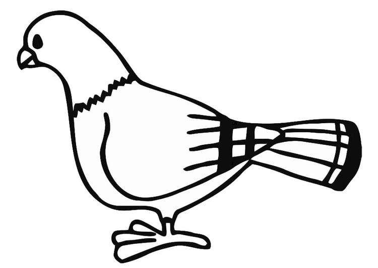Coloriage pigeon