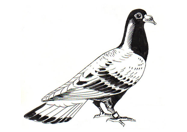 Coloriage pigeon - pigeon voyager