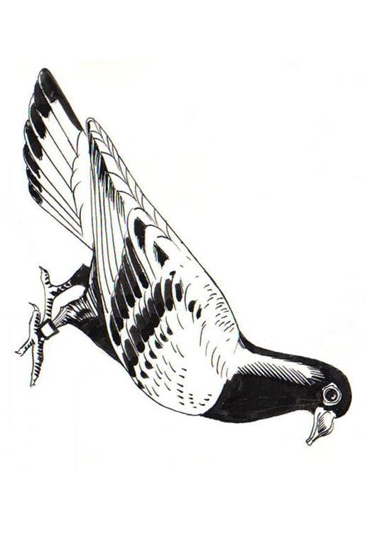 pigeon - pigeon voyager
