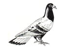 pigeon - pigeon voyager