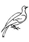 Coloriage pigeon