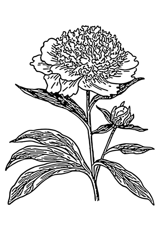 Coloriage pivoine - Coloriages Gratuits à Imprimer ... Coloriage pivoine - Coloriages Gratuits à Imprimer ...