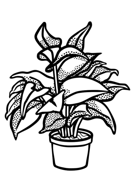 Coloriage plante d'intÃ©rieur