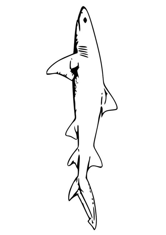 poisson - requin