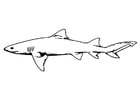 Coloriage poisson - requin