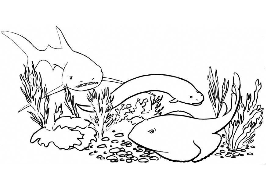 Coloriage poissons - requin