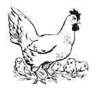  poule et ses poussins