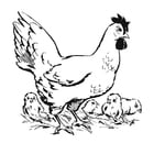 Coloriage  poule et ses poussins